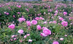 افزایش بیش از دوبرابری سطح زیر کشت گل محمدی در خراسان شمالی
