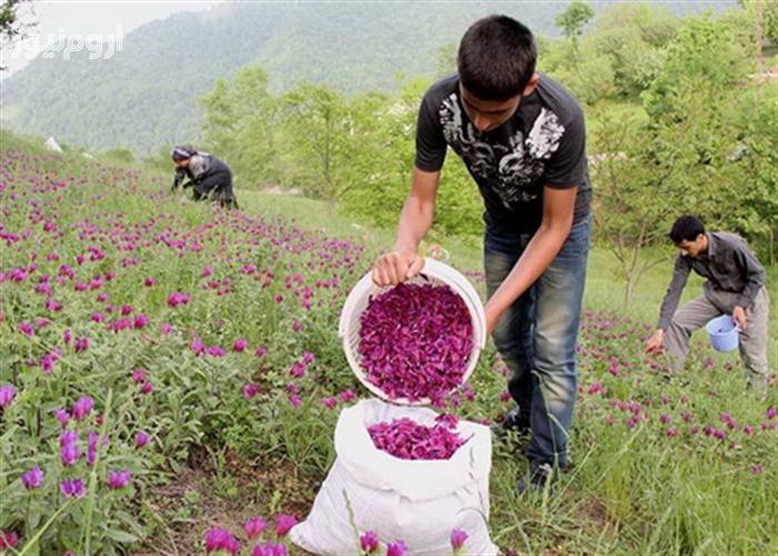 امکان افزایش ۱۰ برابری درآمد کشاورزان با کشت گیاهان دارویی