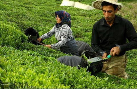 انجمن علمی چای ایران بزودی تاسیس می شود
