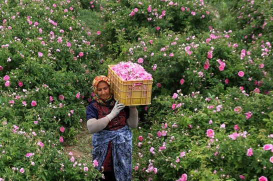 امسال ۷۰۰ تُن گل محمدی(ص) در کردستان برداشت شد