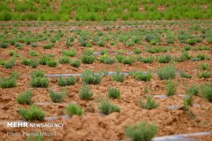 پیش بینی افزایش ۳۰۰ هکتاری سطح زیر کشت گیاهان دارویی در استان مرکزی