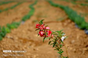 مدیرکل منابع طبیعی آذربایجان غربی خبر داد؛ کشت گیاهان دارویی در ۳۷۰ هزار هکتار از مراتع آذربایجان غربی