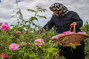 رئیس جهاد کشاورزی استان سمنان خبر داد؛ توسعه باغات و گیاهان دارویی در اراضی شیب‌دار استان سمنان