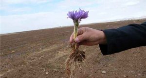 مجری طرح گیاهان دارویی وزارت جهاد کشاورزی:افزایش بهره‌وری با استفاده از پیاز زعفران بالاتر از ۸ تا ۱۲ گرم در مزارع