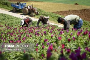 احیای رویشگاه های گیاهان دارویی در مازندران