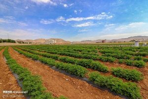 رئیس سازمان جهاد کشاورزی استان قزوین خبر داد: اختصاص ۲۰ میلیارد تومان برای ایجاد زیرساخت شهرک گیاهان دارویی قزوین
