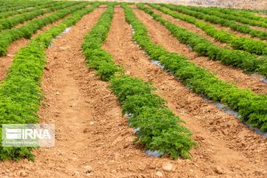 معاون بهبود تولیدات گیاهی جهاد کشاورزی فارس اعلام کرد: ۱۲ گیاه دارویی امسال در استان فارس در حوزه کشت قراردادی قرار می‌گیرد.